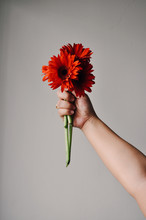 Woman's Hand Holding Bunch Of Red Gerberas