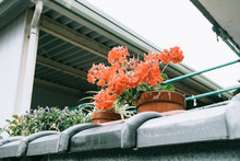 Low Angle View Of Potted Geraniums On Ledge