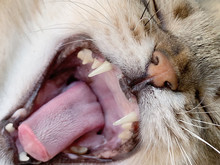 Close Up Of Cat With Widely Opened Mouth