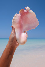 Man Holding Big Pink Seashell