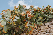 Low Angle View Of Cactus Fruit On Stones