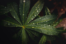 Close Up Of Rain Drops On Leaves