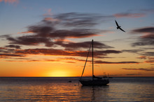 Sailboat And Seagull At Sunset