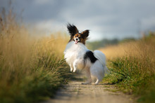 Happy And Crazy Papillon Dog Jumping In The Field. Cute And Funny Dog Breed Continental Toy Spaniel Having Fun Outdoors