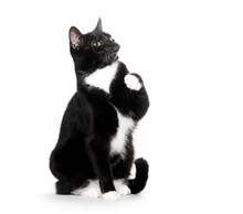 Black And White Tuxedo Cat