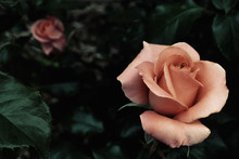 Close Of Pink Rose On Rose Bush
