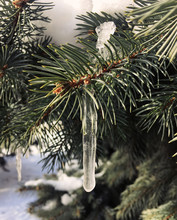 Icicles Hanging From Pine Needles