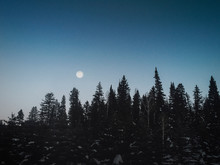 Scenic View Of Moon In Forest