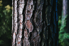 Close Up Of Pine Tree Bark