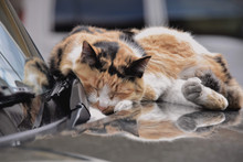 Calico Cat Sleeping On Windshield