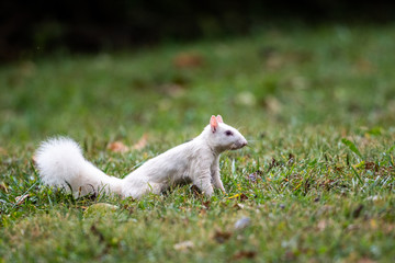 Wall Mural - white squirrel