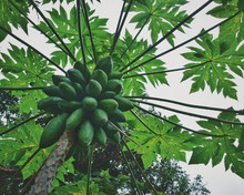 Low Angle View Of Papaya Tree
