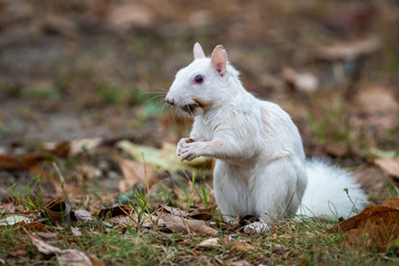 Wall Mural - white squirrel