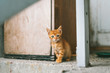 © Anamarija Podrebarac - Portrait of orange kitten sitting outdoors