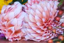 Close Up Of Pink Flower Petals