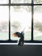 Trapped Bird Flying Near Window