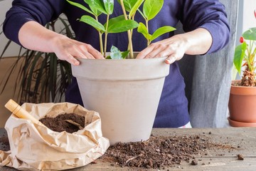 Woman replanting Zamioculcas flower in a new brown clay pot, the houseplant transplant at home