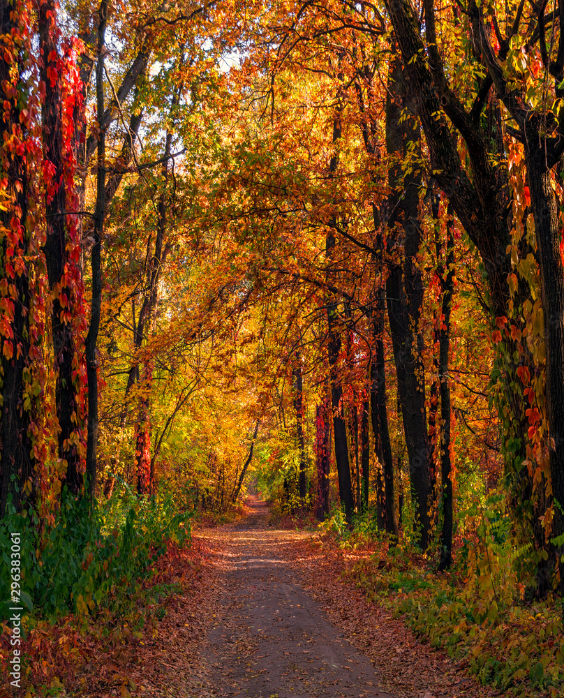Autumn in the old park. Autumn landscape. The colors of autumn. Stock ...