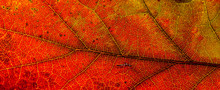 Red And Yellow Leaves Macro, Veins On Transparent Leave. Golden Autumn.