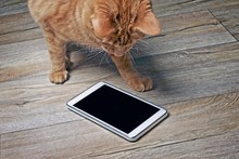 Funny Ginger Cat Looking Curious On A Tablet Computer On A Wooden Floor.