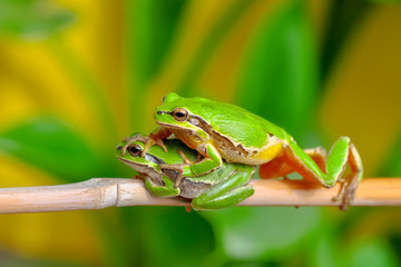 Beautiful Europaean Tree frog Hyla arborea - Stock Image