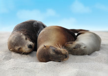 Sea Lions In Sand Lying On Beach On Galapagos Islands - Cute Adorable Animals. Animal And Wildlife Nature On Galapagos, Ecuador, South America.