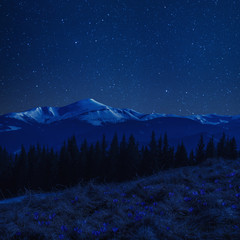 Wall Mural - spring flowers and mountains at night