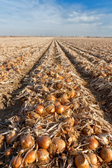 Giant onion field in Washington state in autumn