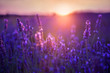Lavender flowers at sunset in Provence, France. Macro image, shallow depth of field. Beautiful nature background