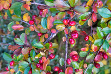 Bright Red Berries Of Bearberry Cotoneaster (Cotoneaster Dammeri)