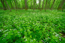 Waldmeister (Galium Odoratum) Im Nationalpark Bilalowieza, Polen - Sweetscented Bedstraw