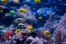 Underwater Coral Reef Landscape With Colorful Fish And Marine Life