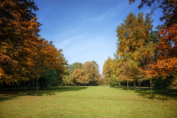 Wall Mural - various beautiful autumn trees with colorful leaves in an old park, seasonal nature background with 