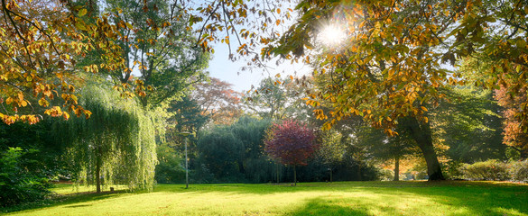 Wall Mural - various trees with colorful autumn leaves and a sun star in an old park, seasonal panorama backgroun