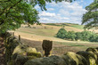 © Tony Powell - English farm land with trees and clouds