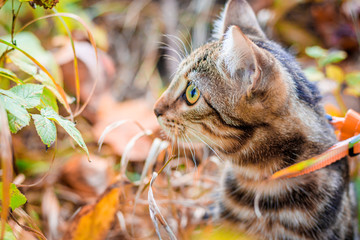 Wall Mural - Domestic cat for a walk in the autumn park. Home pet. Cat and autumn. Bengal cat kitten.