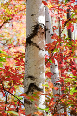 the silver birch trees and red leaves.