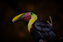 Toucan In Costa Rica Animal Sanctuary