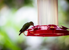 Hummingbird In Animal Sanctuary