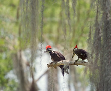 Two Young Pileated Woodpeckers On A Branch