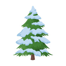 Pine Tree With Snow Icon, Colorful Design