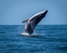 Calf Whale Breaching