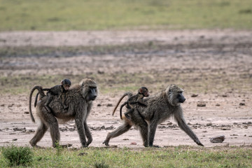two mother baboons, each with babies riding on their backs. image taken in the maasai mara, kenya.