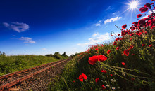 Wild Red Poppy Flowers In Remote Rural Area, Along An Old Scenic Railroad