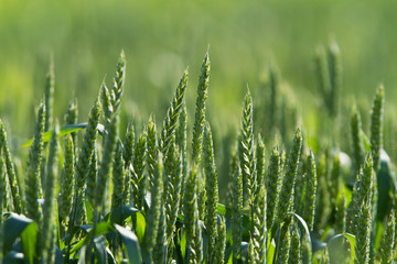 Rural scenery with green fields of wheat and rice, in early summer