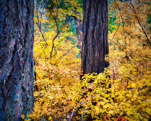 autumn in the forest