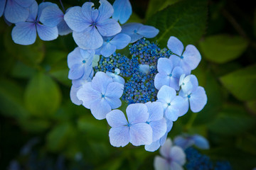 Wall Mural - Blue hydrangea