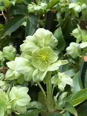 Wall Mural - Green hellebore