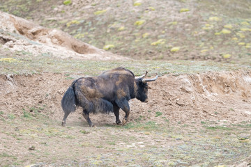 Canvas Print - wild yak, bos mutus in qinghai