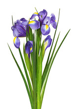 Bouquet Of Purple Iris Flowers